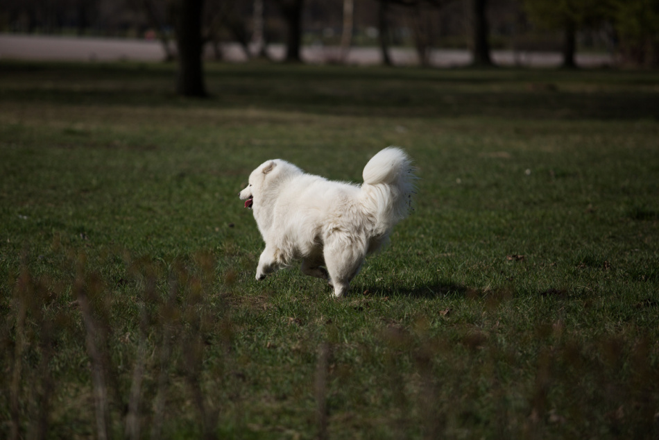 Собака съела пакетик с наркотиками во время прогулки в Петербурге